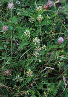 Image of Astragalus fragrans Willd.