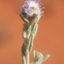 Image of Newcastelia cephalantha F. Muell.