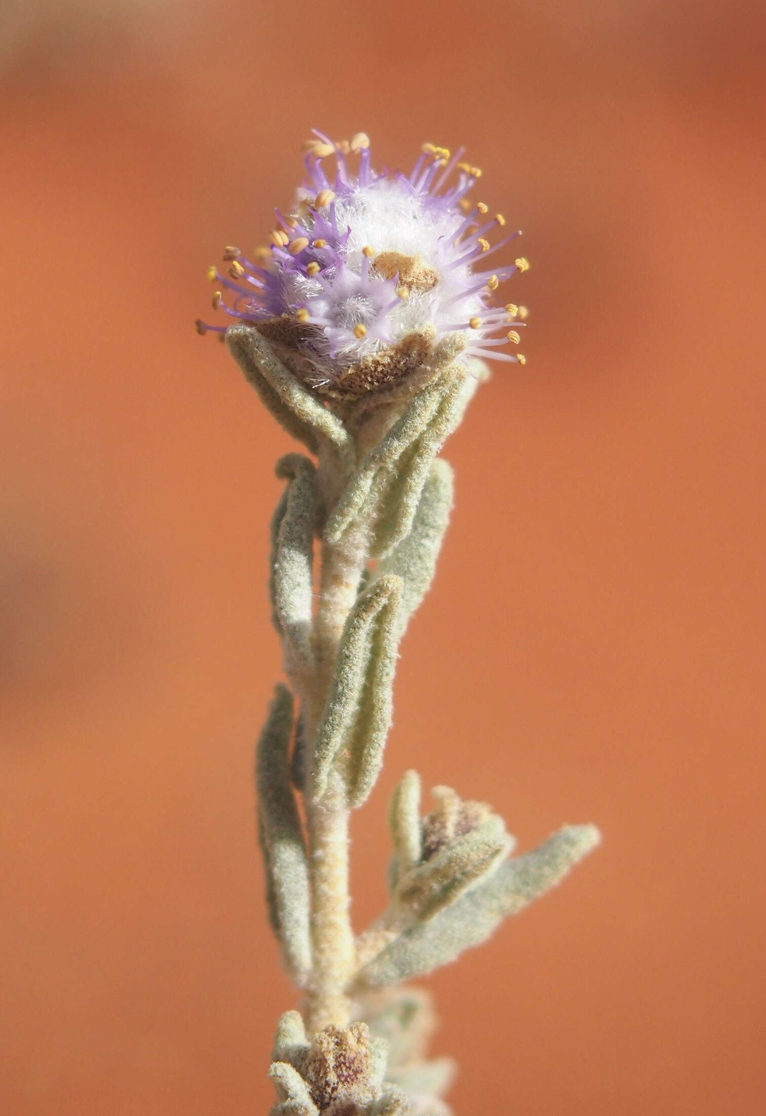 Image of Newcastelia cephalantha F. Muell.