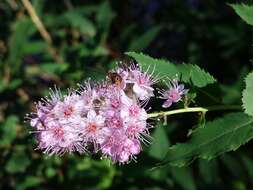 Слика од Spiraea salicifolia L.