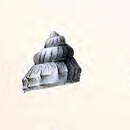 Image of Kurtziella acanthodes (R. B. Watson 1881)