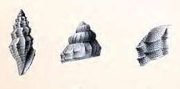 Image de Kurtziella acanthodes (R. B. Watson 1881)