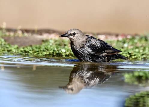 Image of Spotless Starling