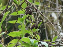 Image of Formosan alder