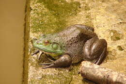 Слика од Lithobates catesbeianus (Shaw 1802)