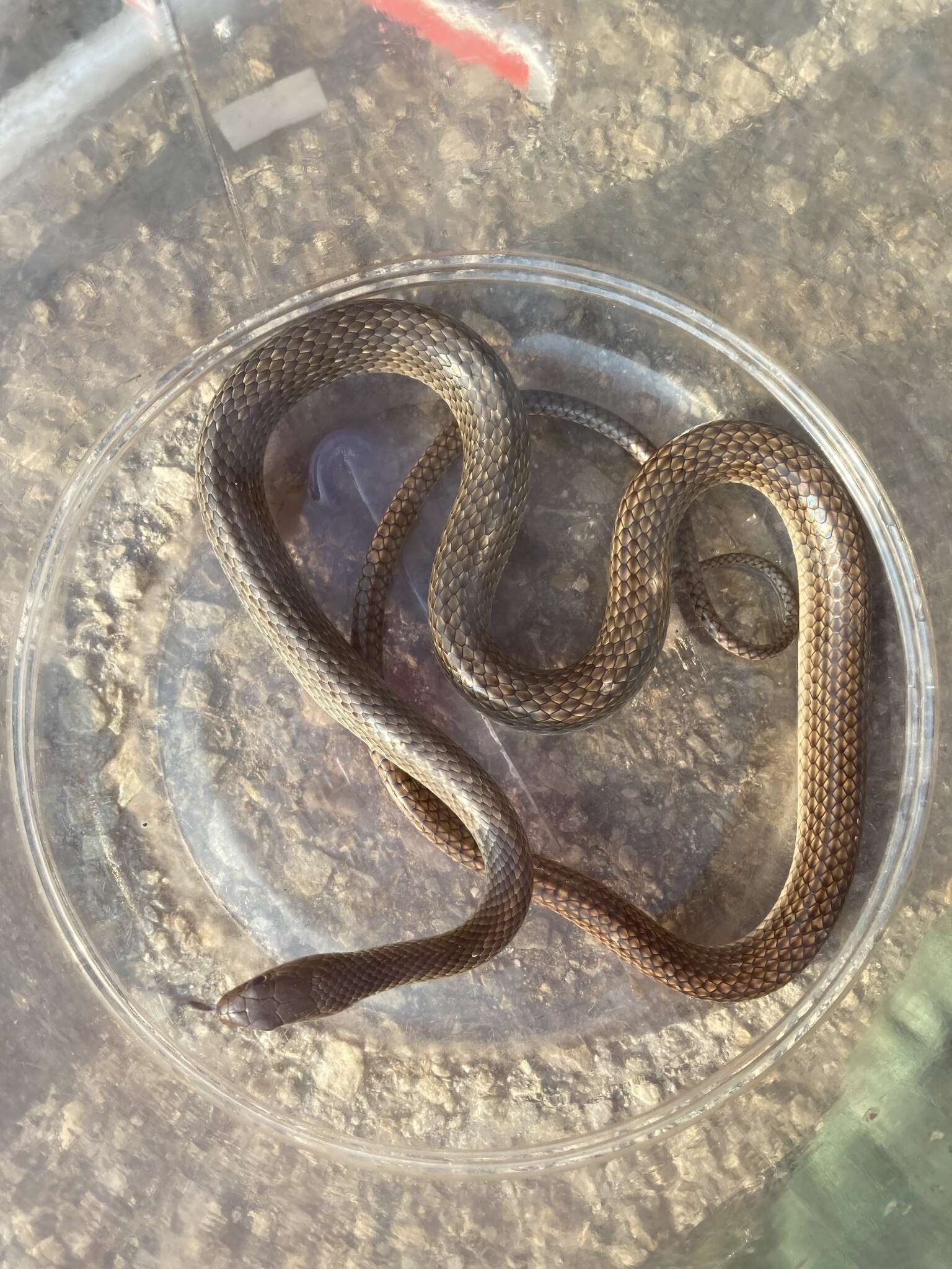 Image of Chinese Ratsnake