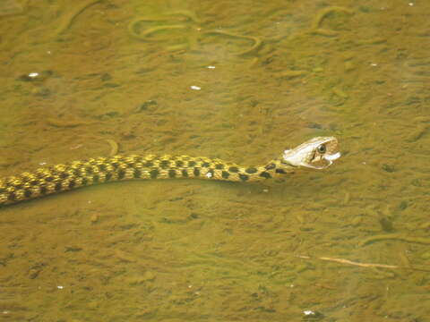 Image of Fowlea flavipunctatus