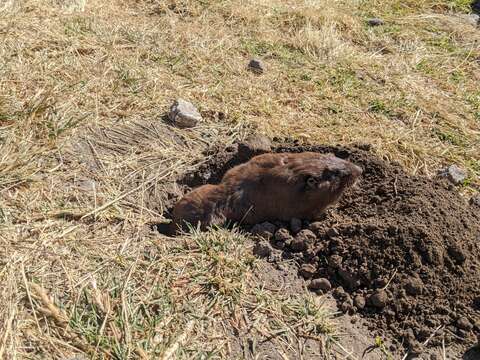 Image of smoky pocket gopher