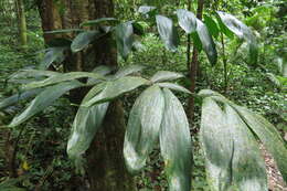 Image of Dunk Island lawyer vine