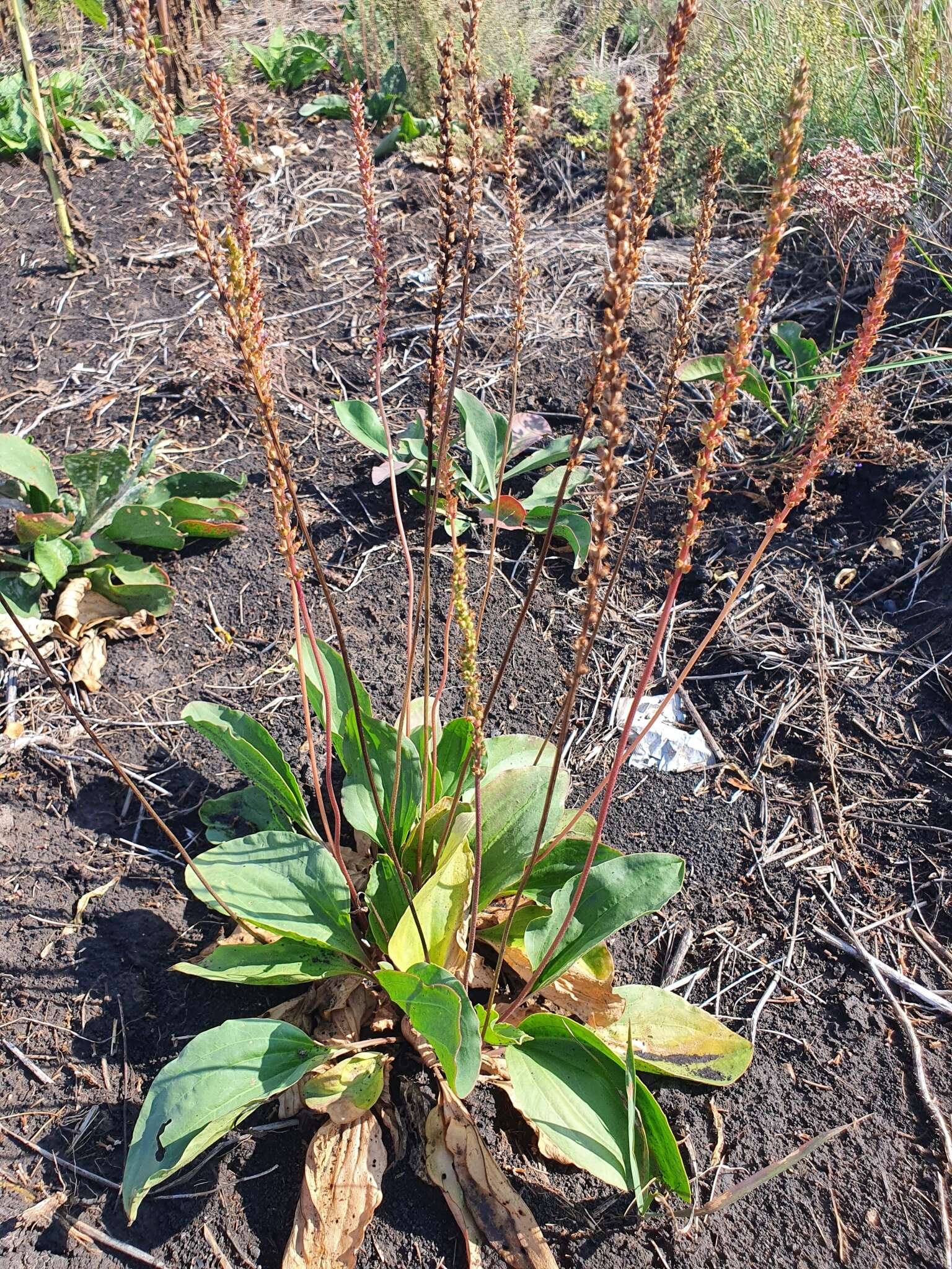 Imagem de Plantago cornuti Gouan