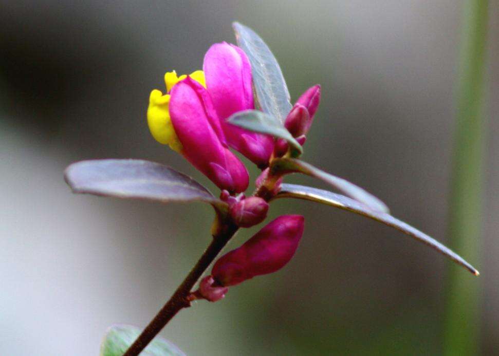 Image of shrubby milkwort