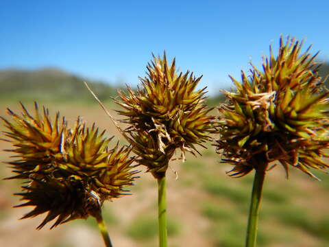 Image of Thick-Head Sedge