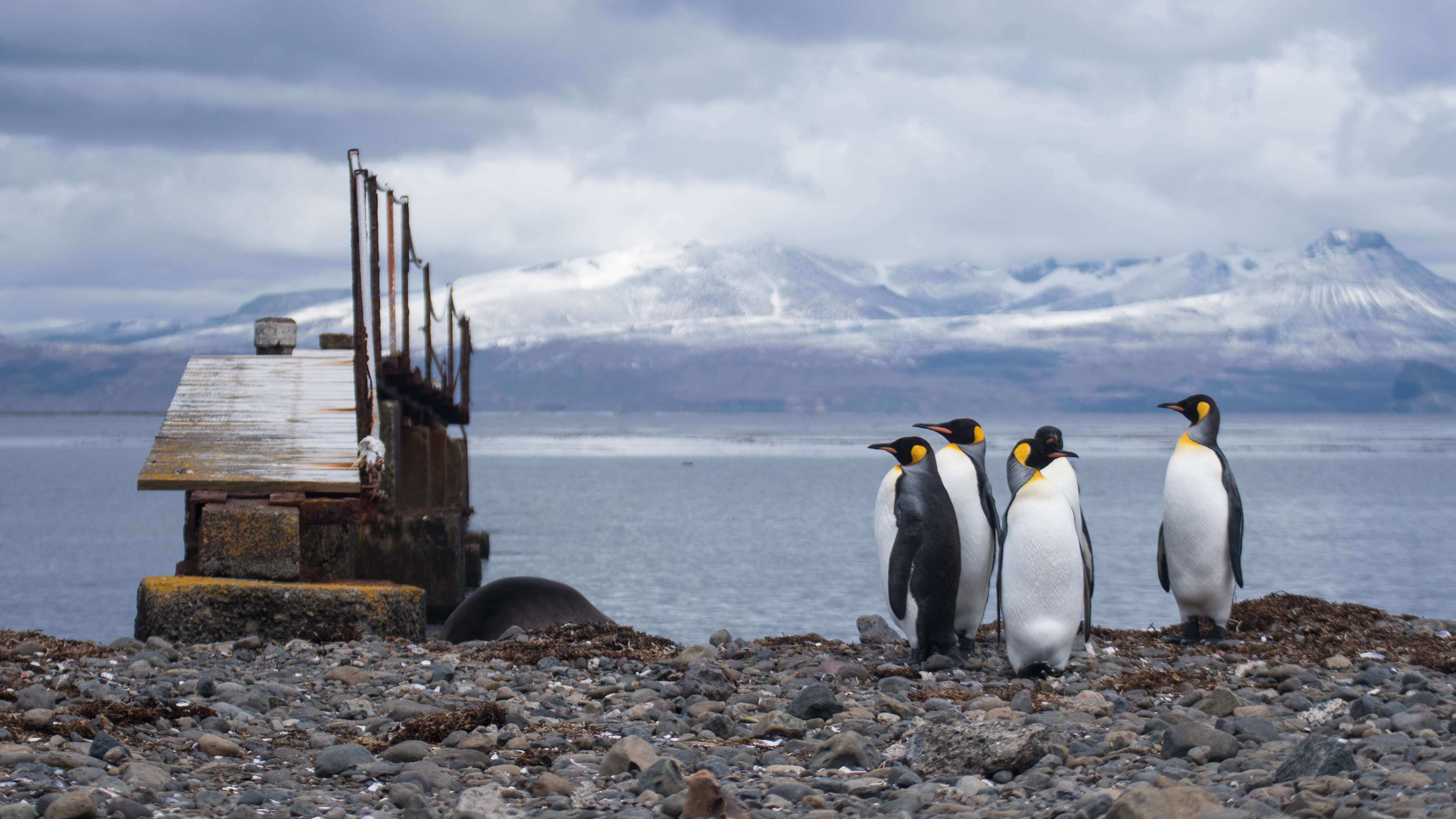 Image of King Penguin