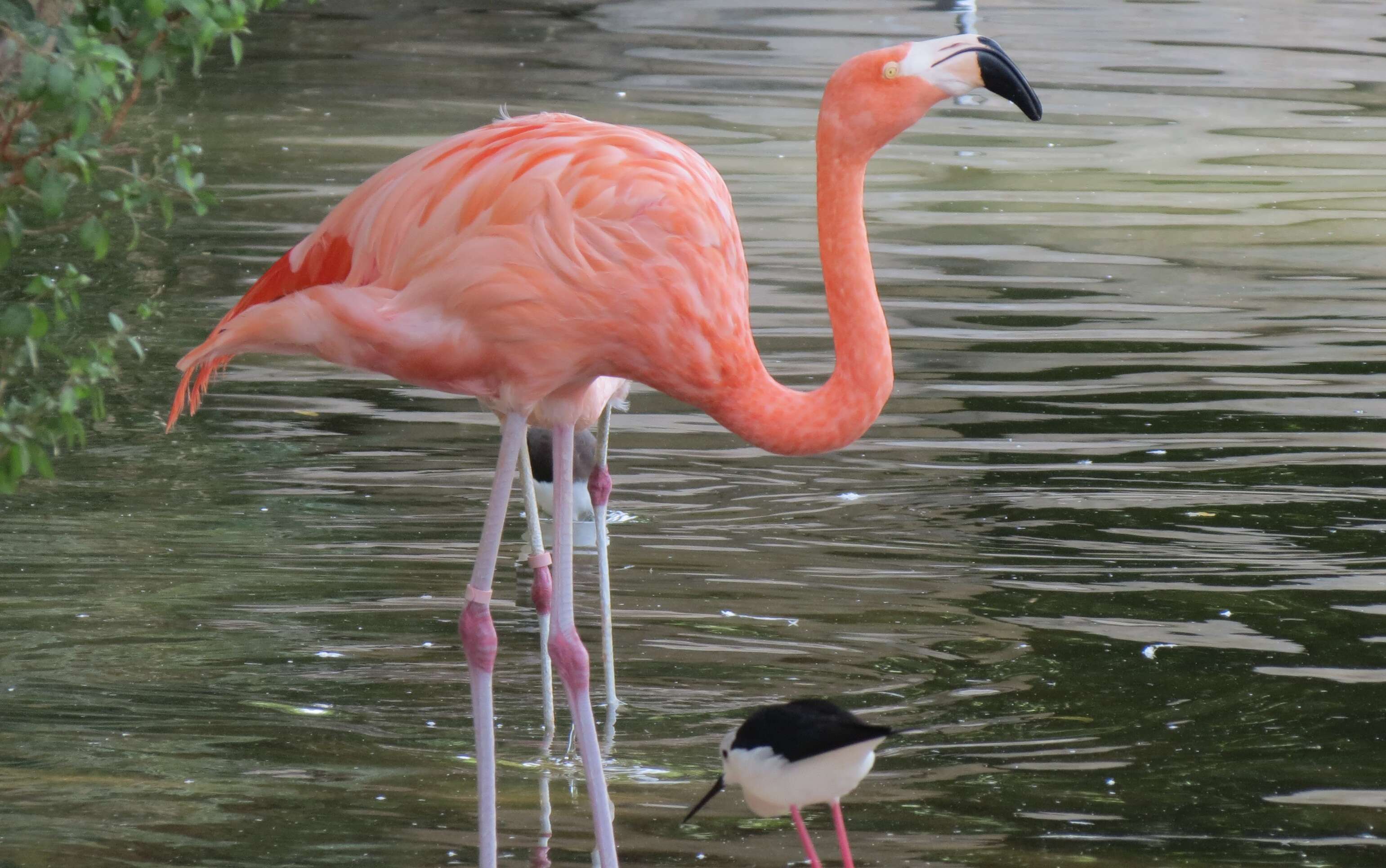 Imagem de Phoenicopterus chilensis Molina 1782