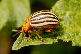 Image of Colorado potato beetle