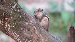 Image of Funambulus subgen. Prasadsciurus Moore & Tate 1965