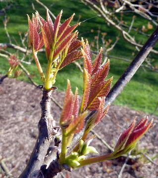 Imagem de Tapiscia sinensis Oliver