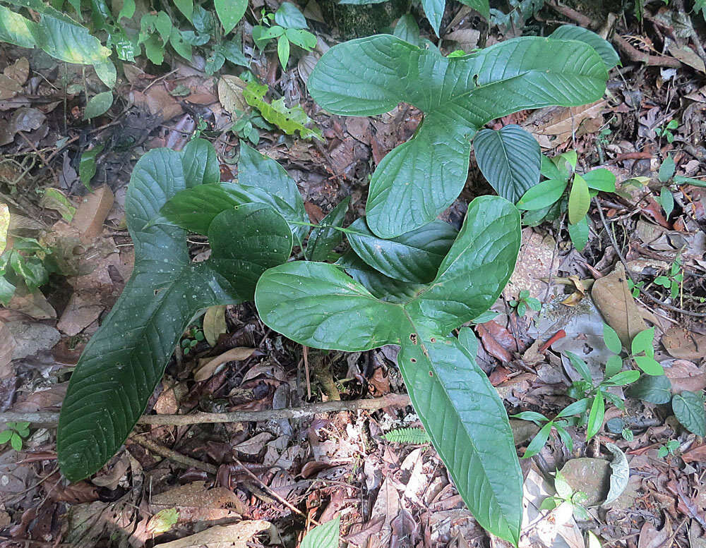 Image of Anthurium argyrostachyum Sodiro