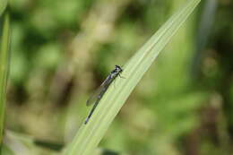 Image of Variable Bluet