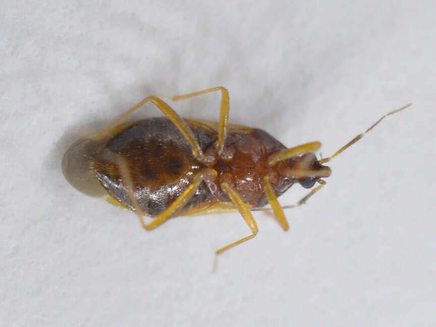 Image of Amphiareus obscuriceps