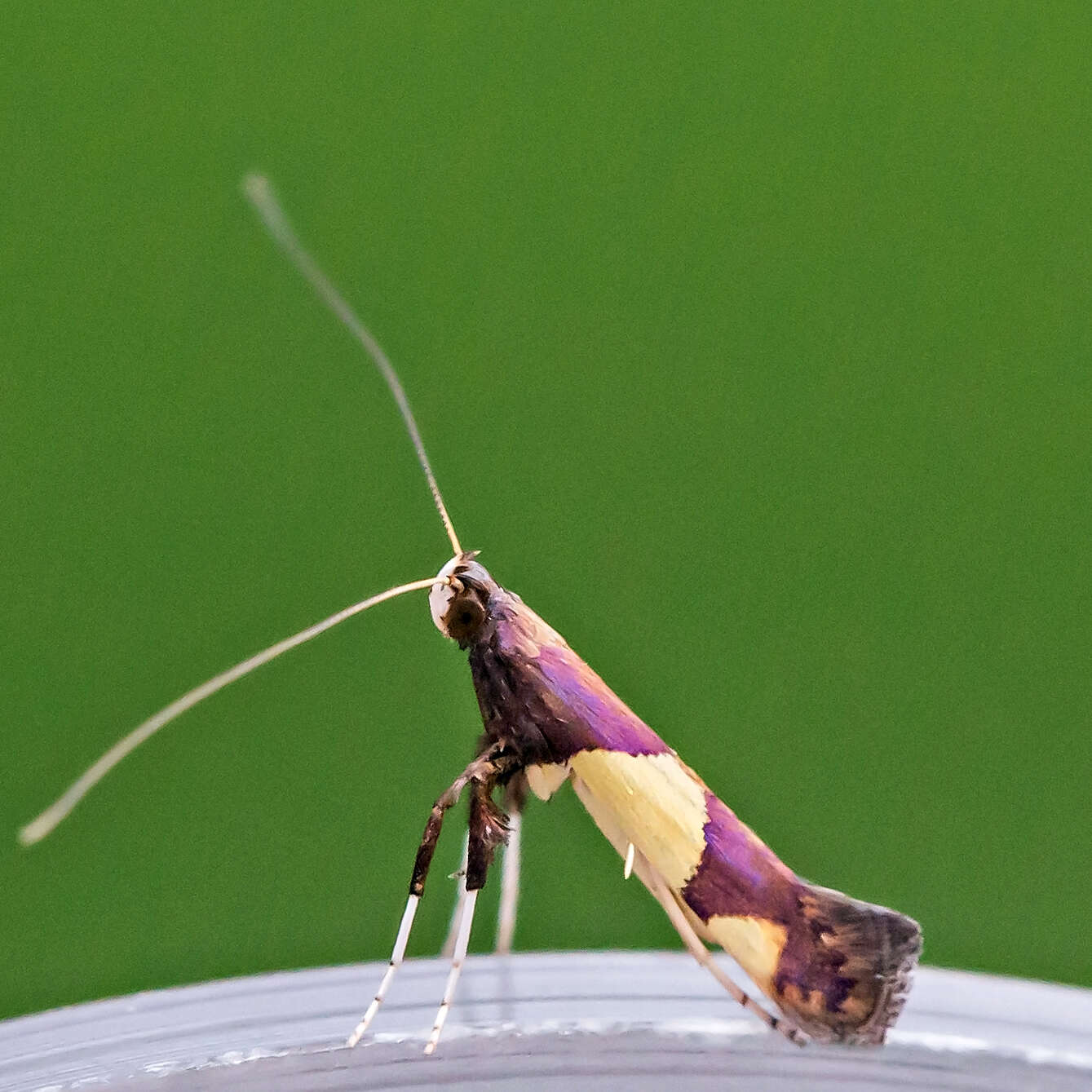 Image of Caloptilia bimaculatella (Ely 1915)