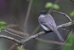 Image of Eastern Phoebe