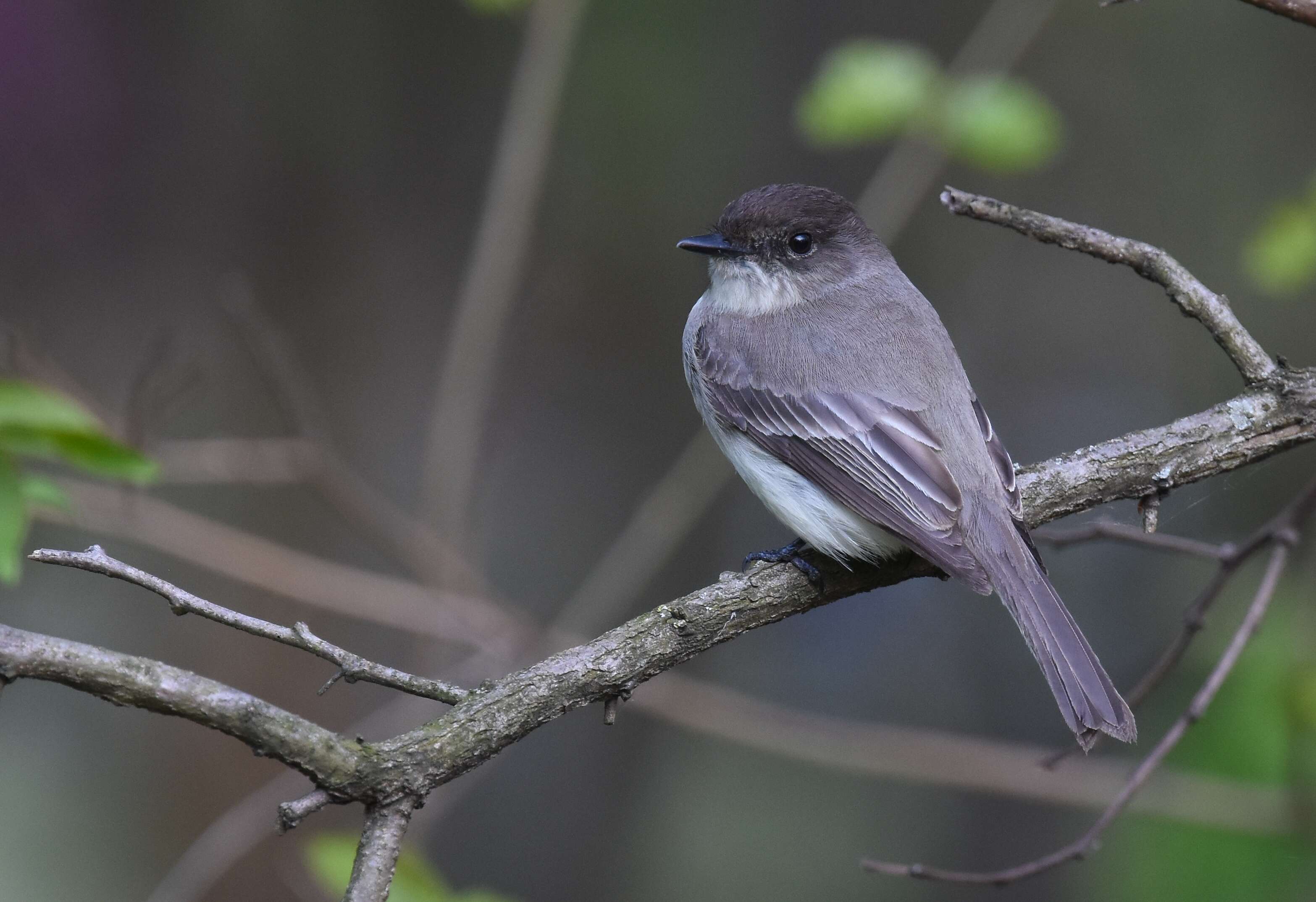 Image of Eastern Phoebe