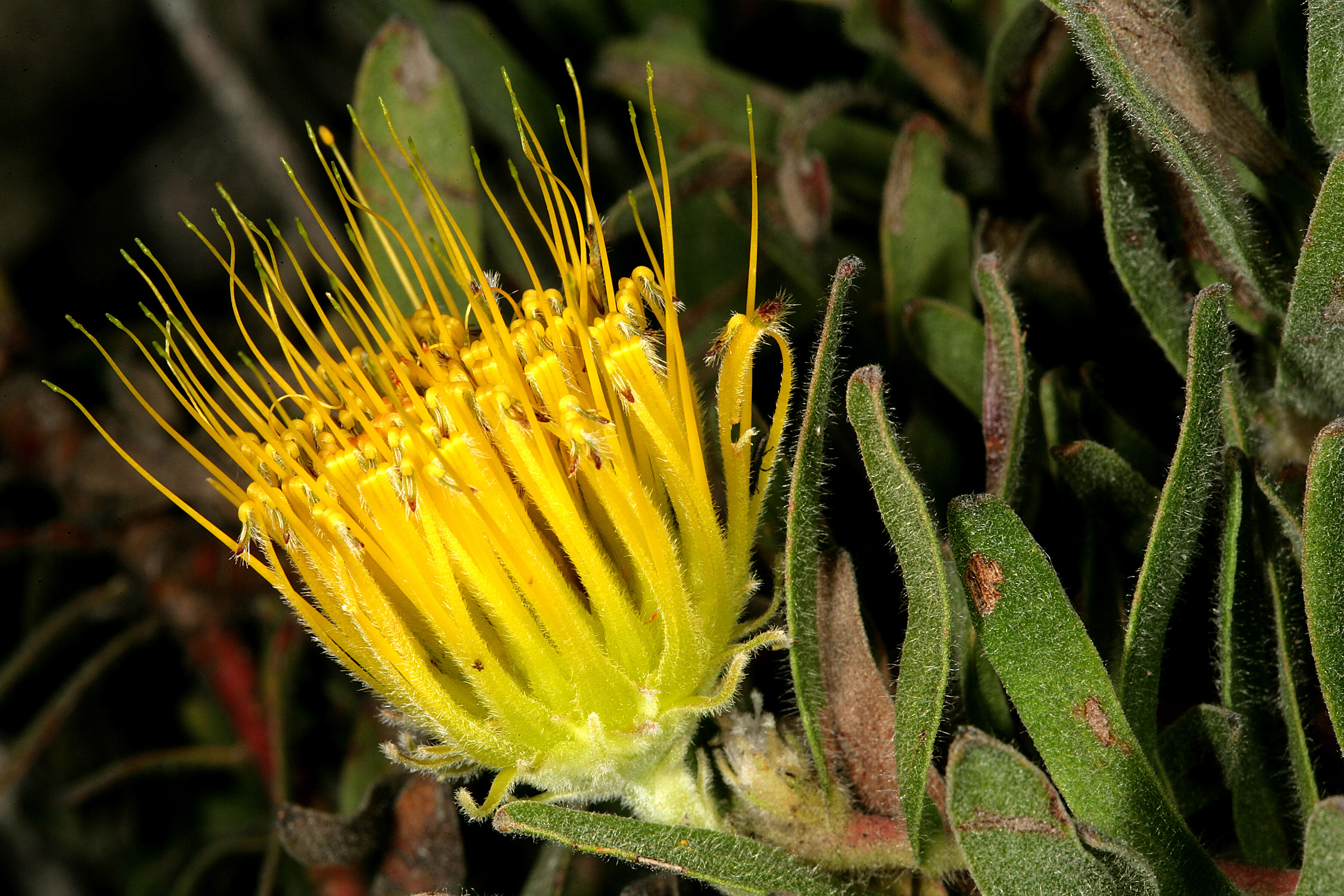 Imagem de Leucospermum gracile (Salisb. ex Knight) Rourke