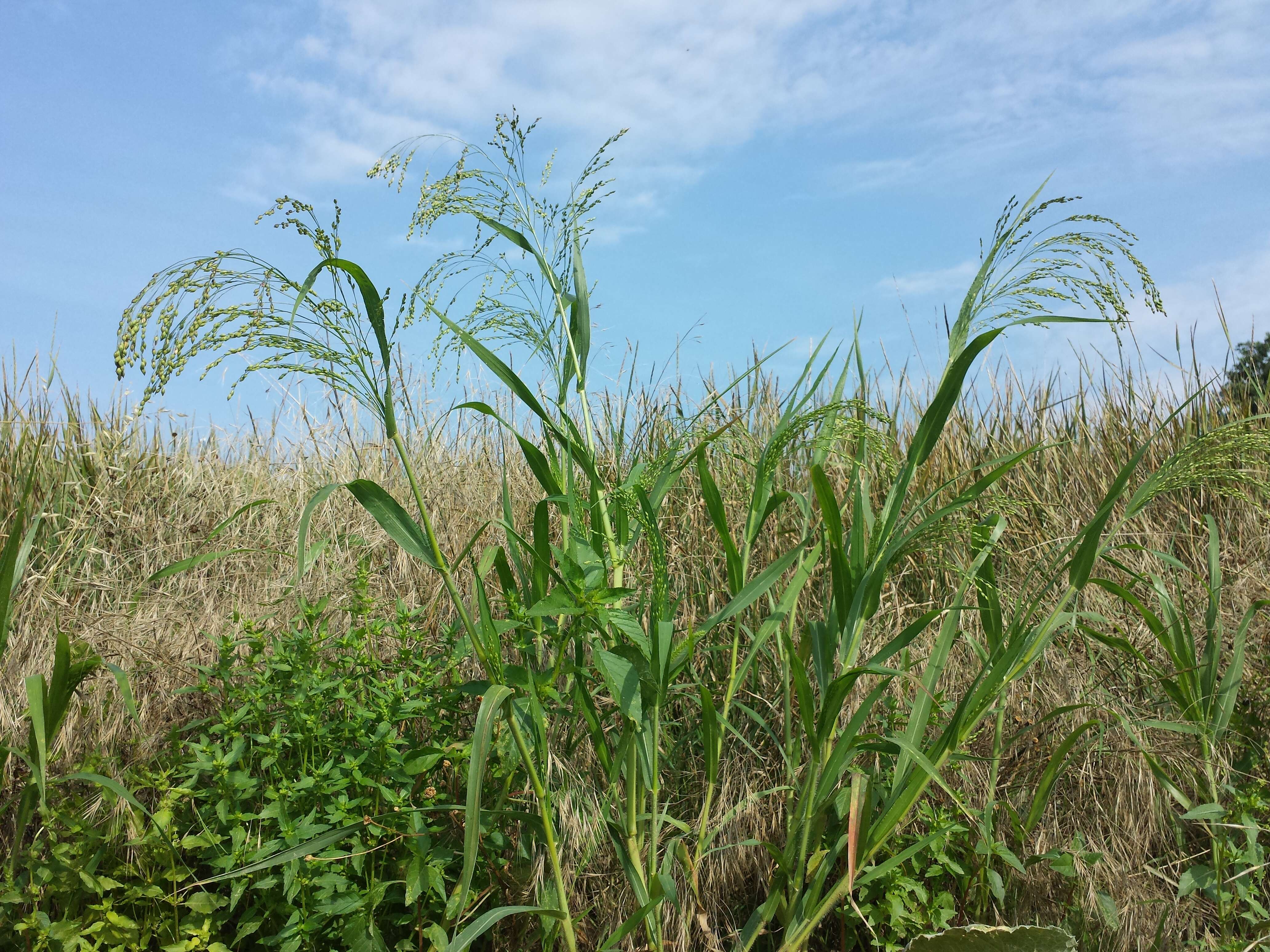 Imagem de Panicum miliaceum L.