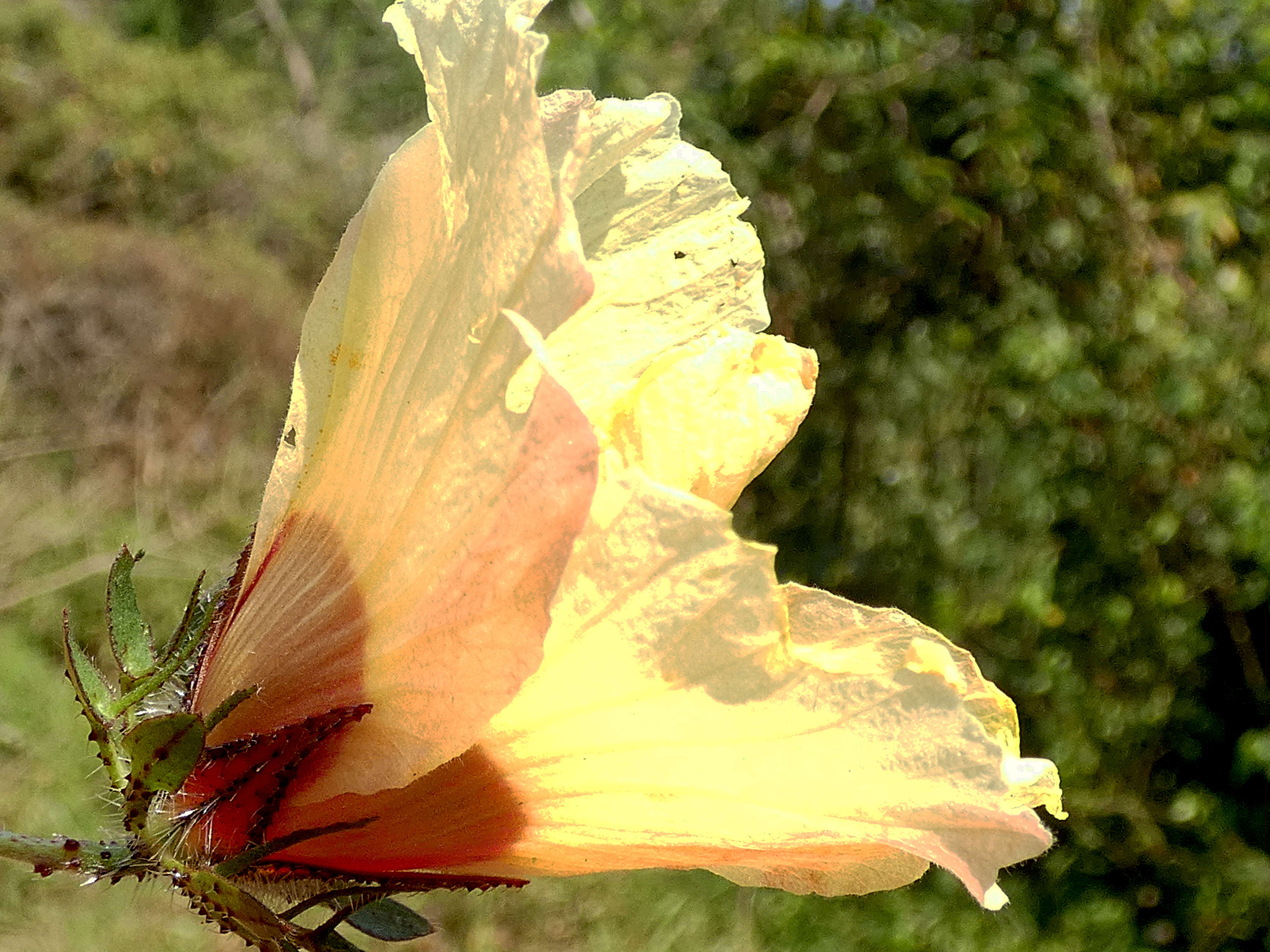 Image of Prickly hibiscus creeper
