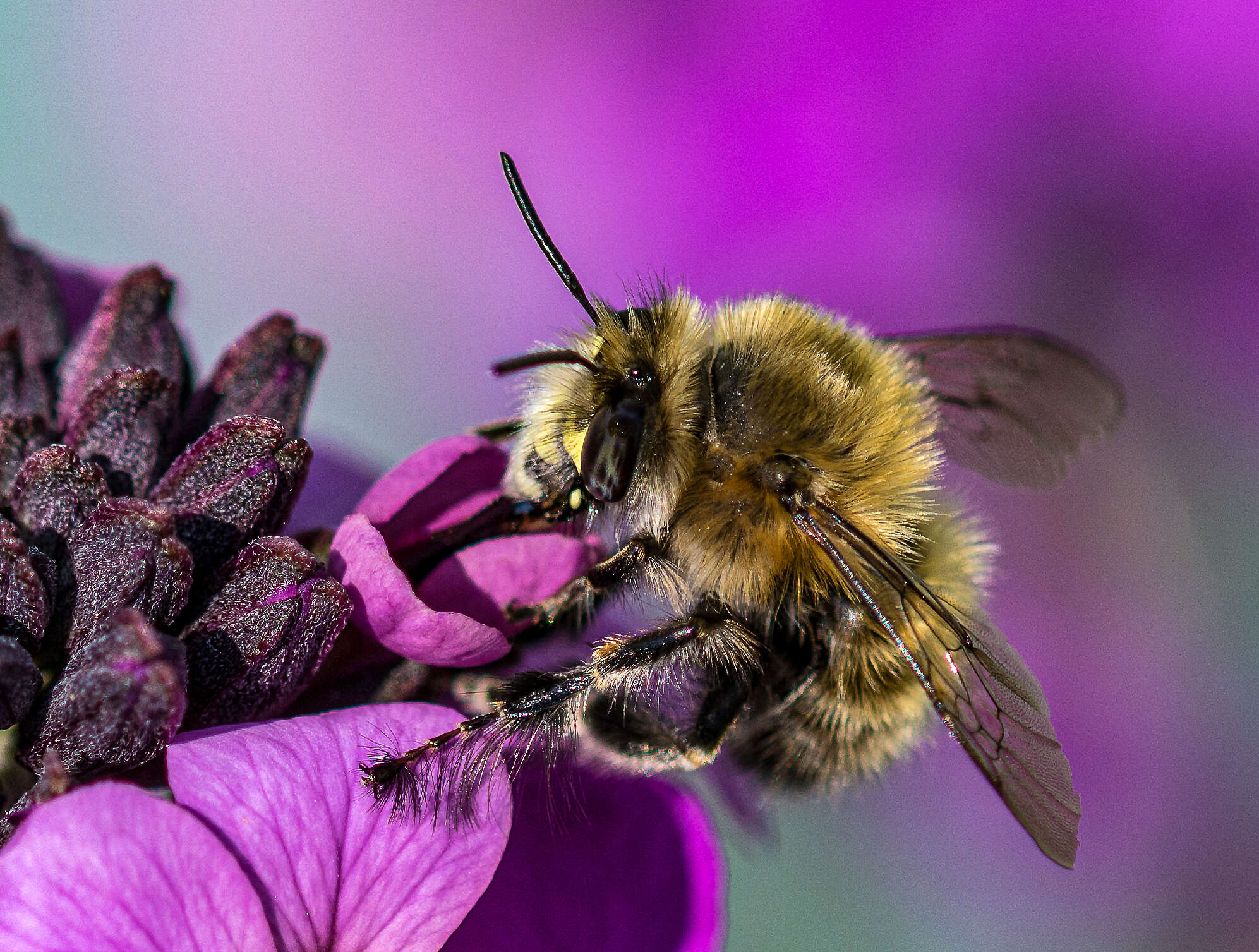 Image of Anthophora plumipes (Pallas 1772)