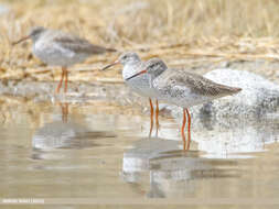 Image of Common Redshank