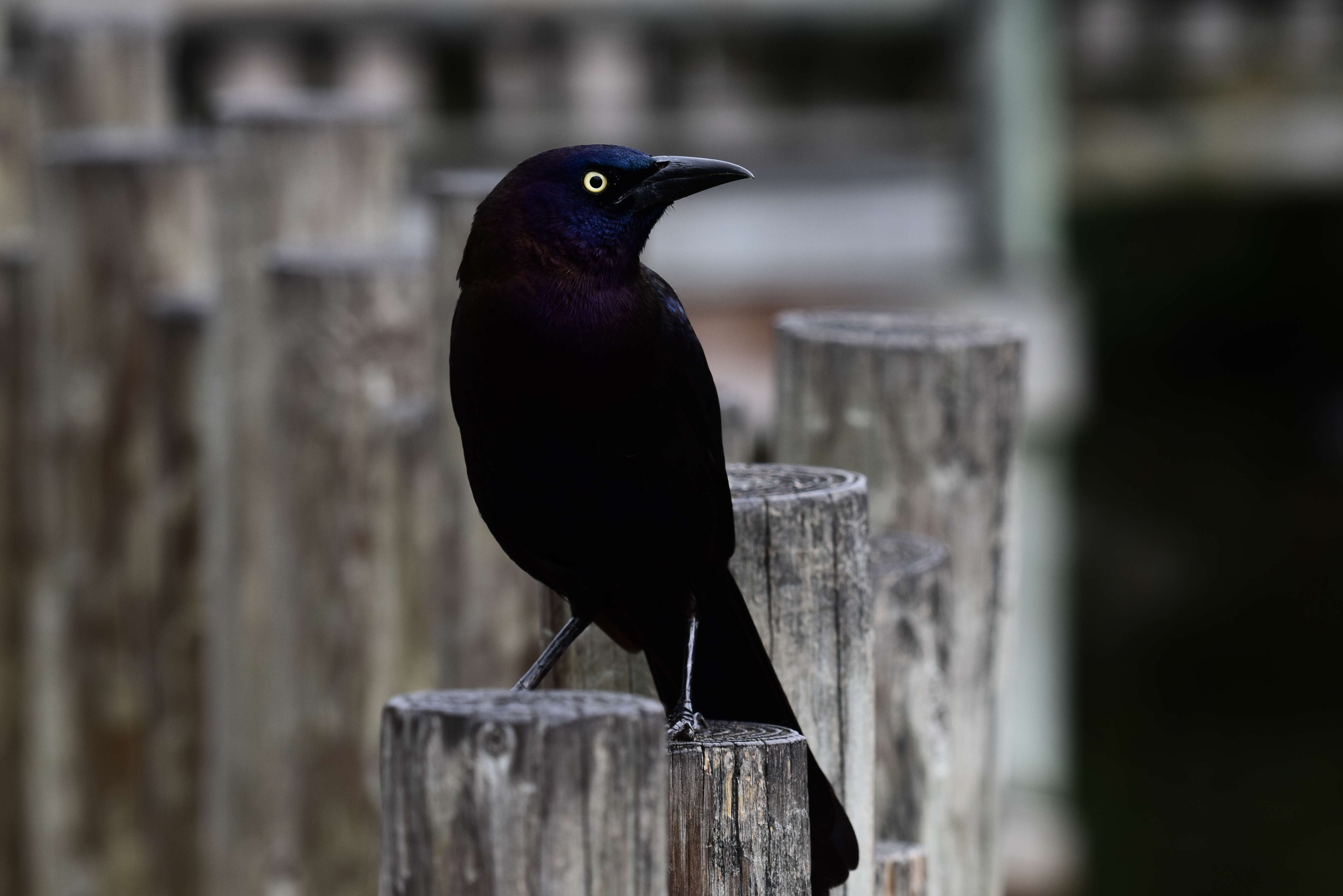 Image of Boat-tailed Grackle