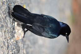 Image of Boat-tailed Grackle