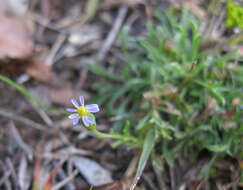 Image of Vittadinia muelleri N. T. Burbidge