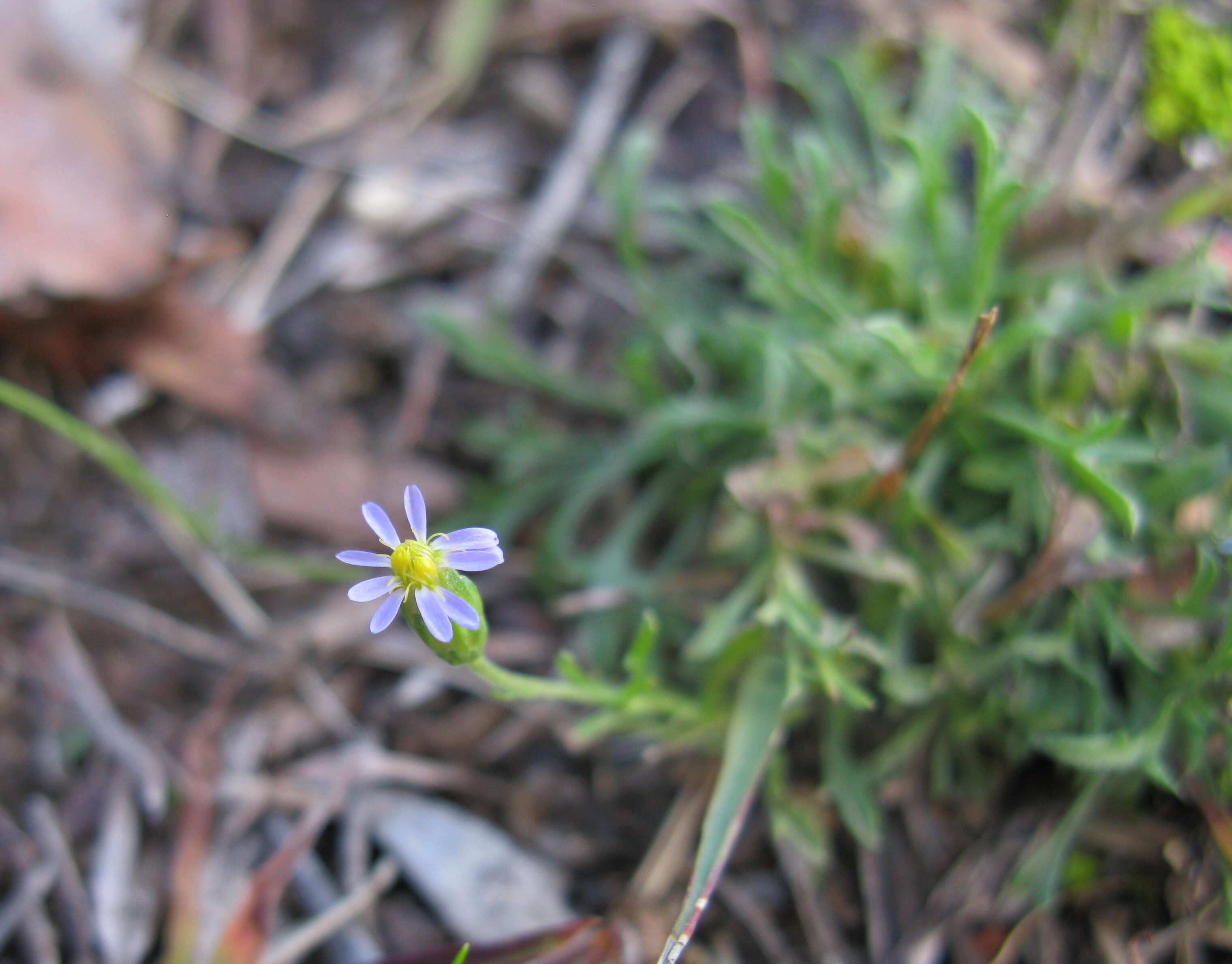 Image of Vittadinia muelleri N. T. Burbidge