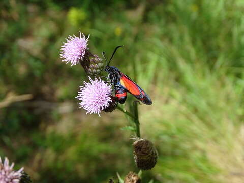 Image of Zygaena ephialtes Linnaeus 1767