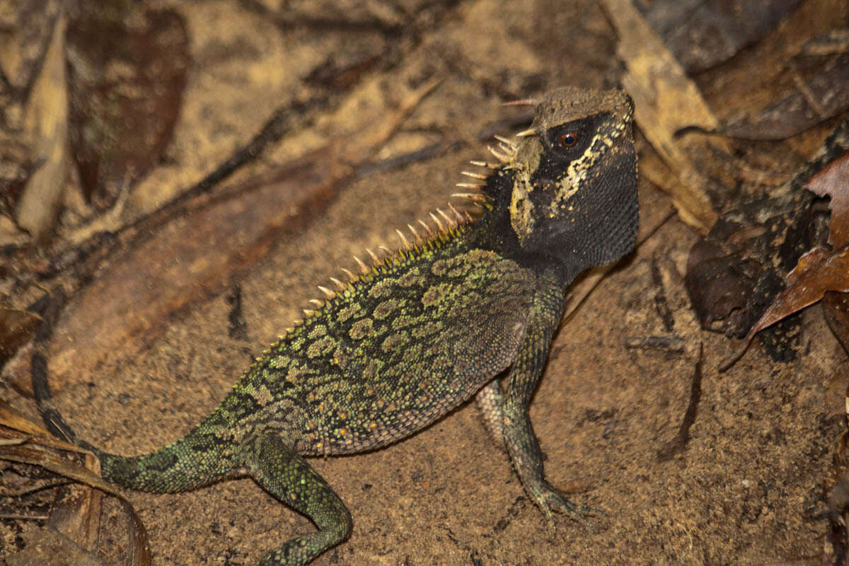 Image of Acanthosaura cardamomensis Wood, Grismer, Grismer, Neang, Chav & Holden 2010