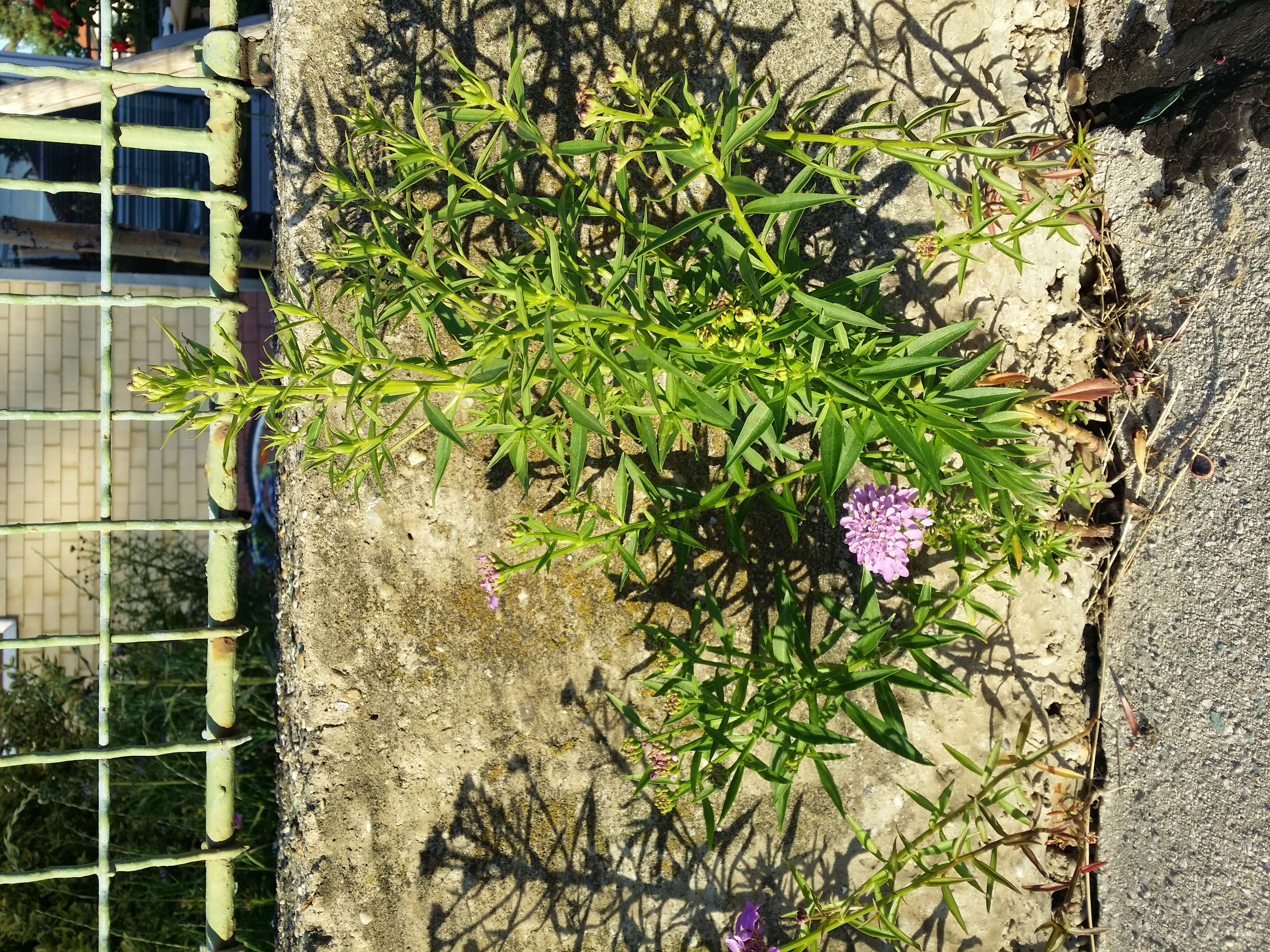 Plancia ëd Iberis umbellata L.