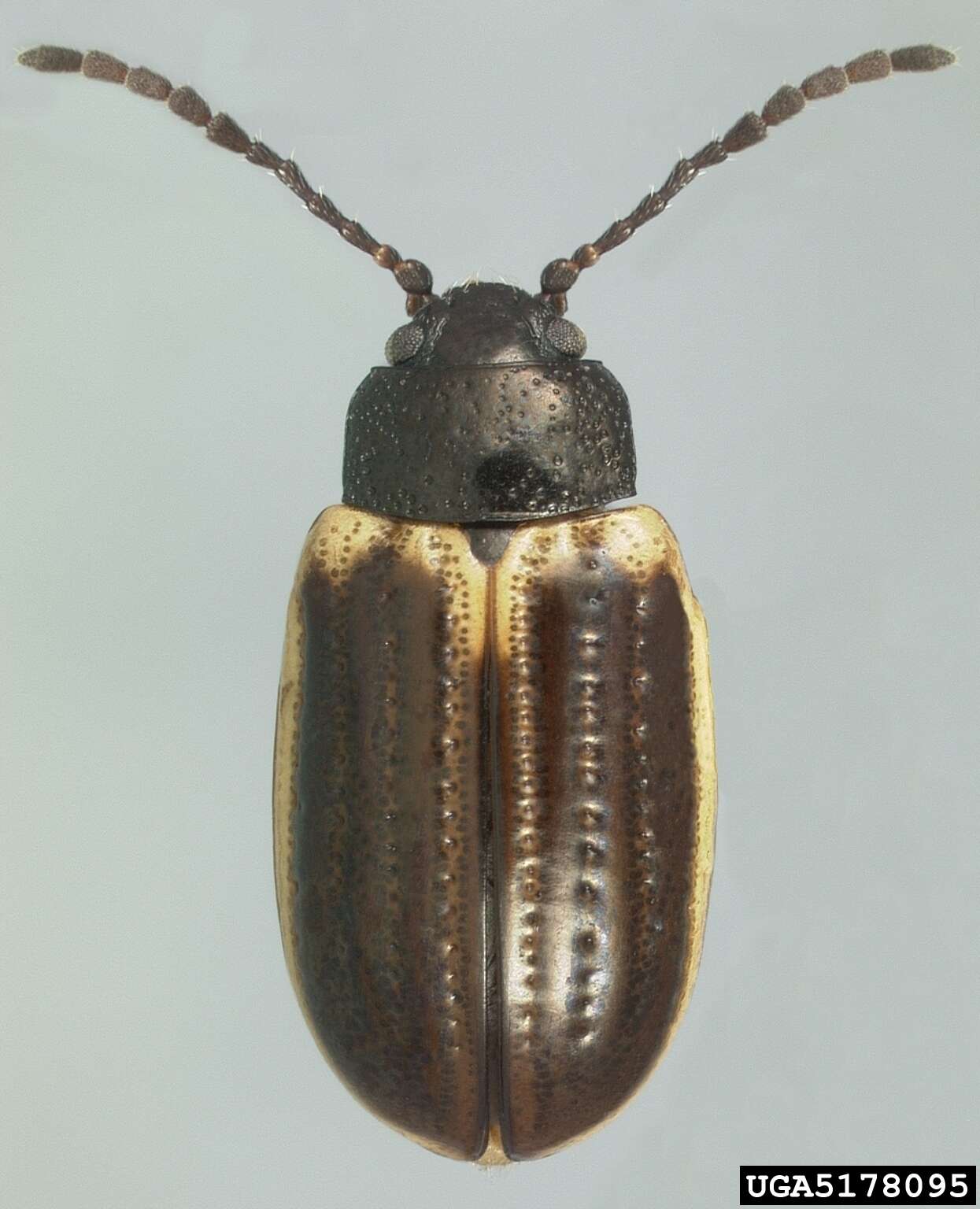 Image of Yellow-margined Leaf Beetle