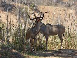 Image of Greater Kudu