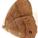 Image of Coeruleotaygetis peribaea