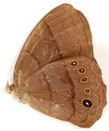 Image of Coeruleotaygetis peribaea