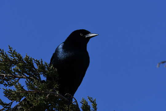 Image of Boat-tailed Grackle