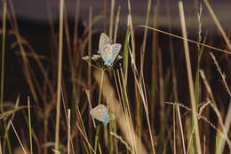 Image of common blue