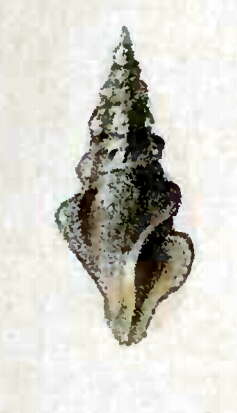 Image of Carinodrillia hexagona (G. B. Sowerby I 1834)