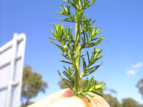 Plancia ëd Cassinia arcuata R. Br.