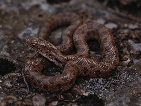 Image of Prairie Kingsnake