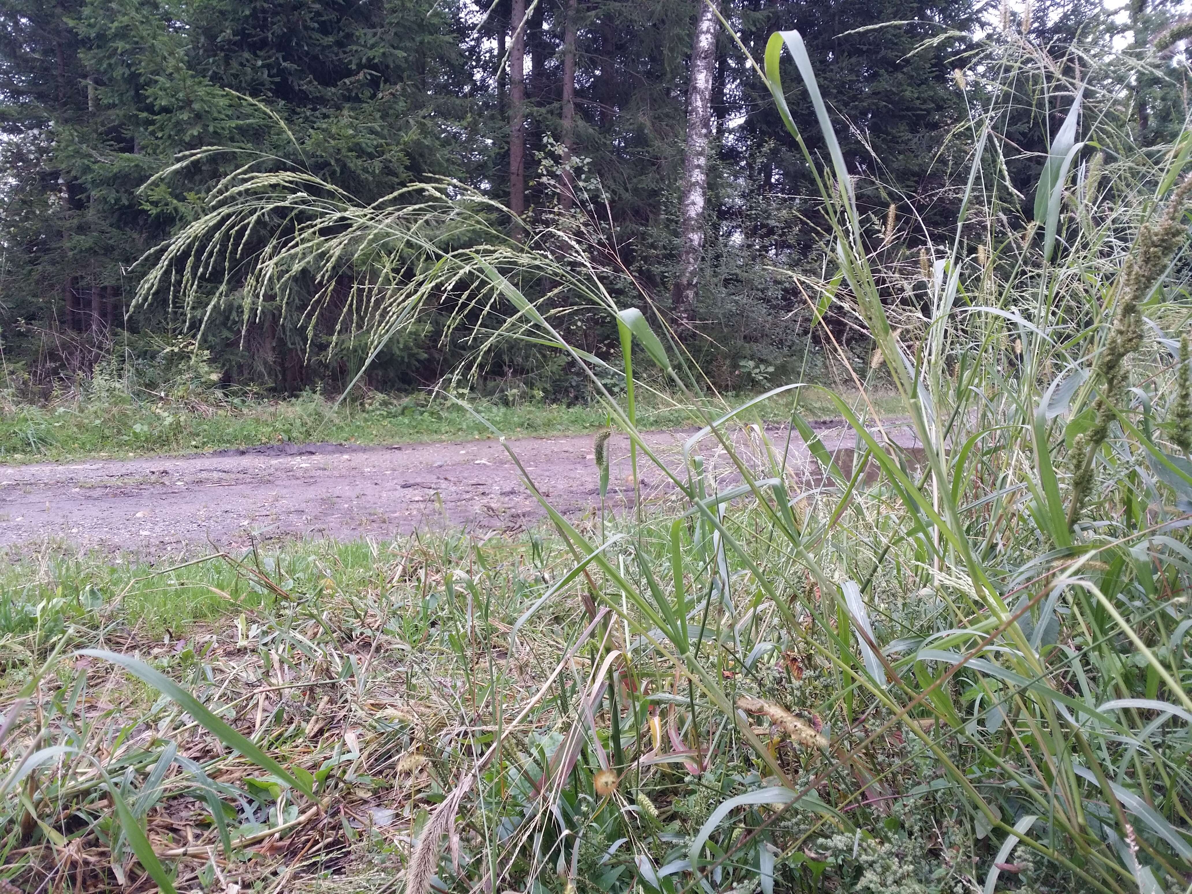 Image of fall panicgrass