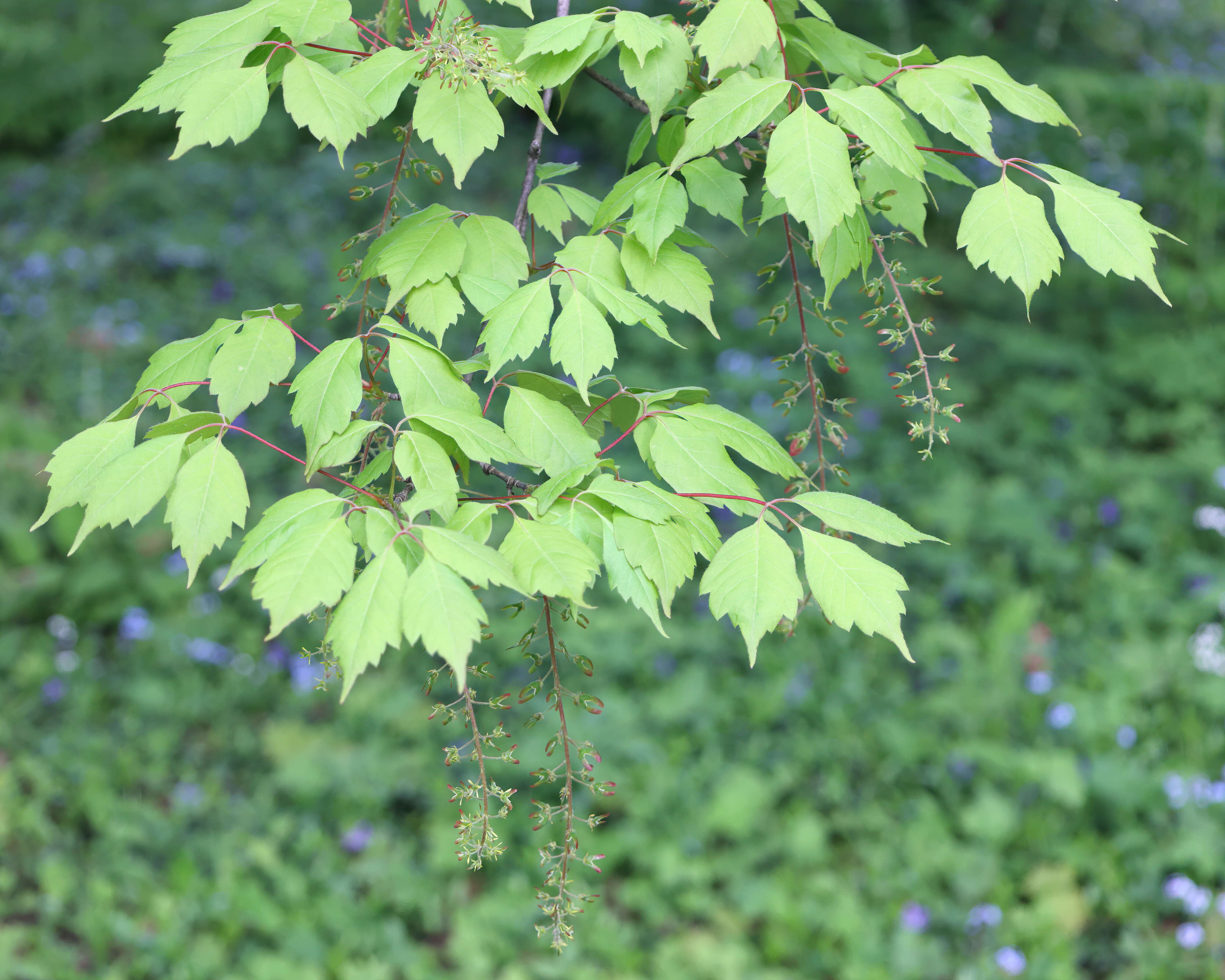 Acer cissifolium (Sieb. & Zucc.) C. Koch resmi